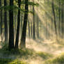 morning in the forest