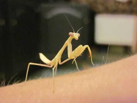 Albino mantis