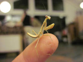 Albino mantis 4