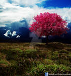 Wonderland by ShikharSrivastava