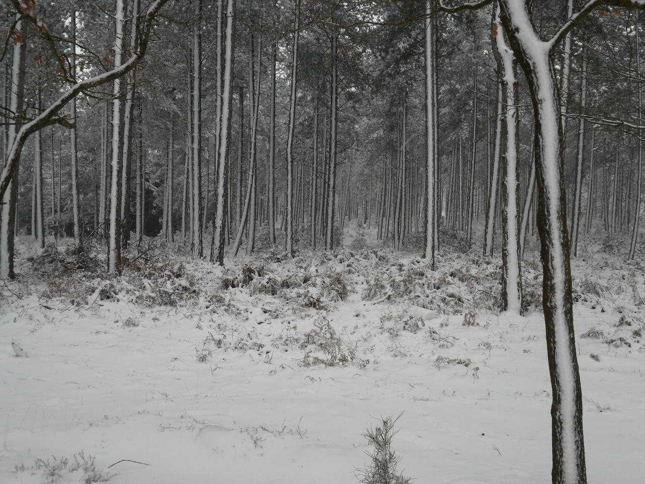 Silent Forest