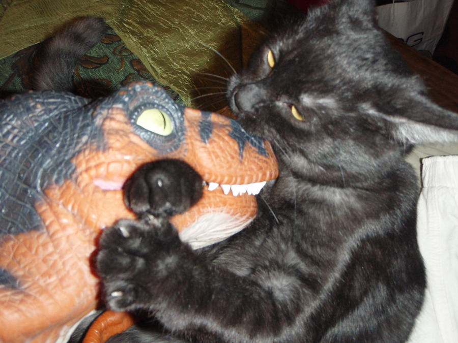 Cat VS Raptor Duel by Krulos on DeviantArt
