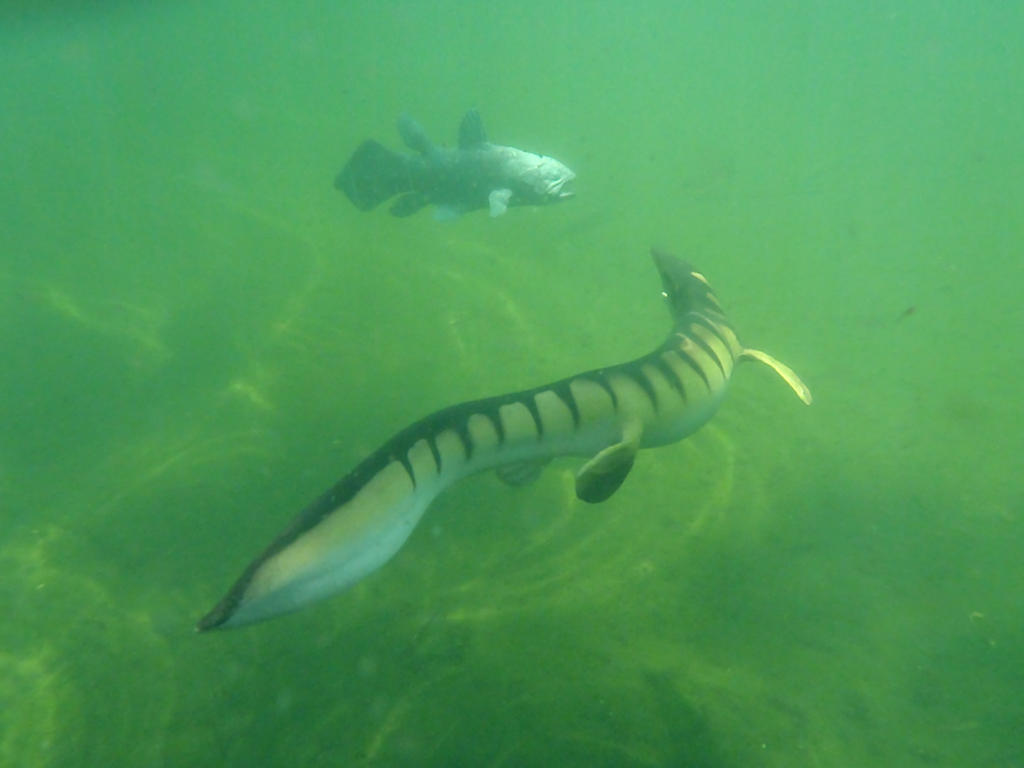 Tylosaurus aproaching