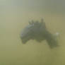 Zilla monster aproaching...