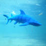 Blue Shark...