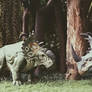 Sinoceratops and Pachyrhinosaurus