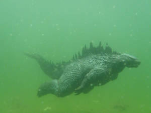 Underwater pictures