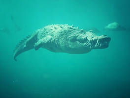 Crocodrile
