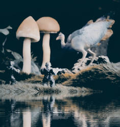 Fungi environment