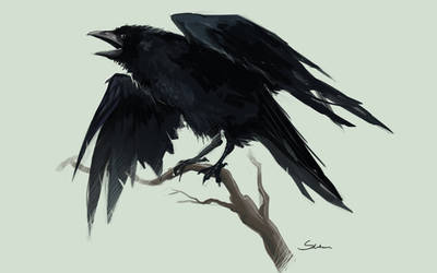 Raven