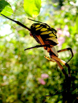 argiope 2