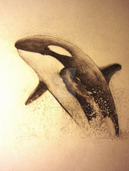 Orca