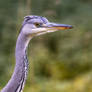 Grey Heron Portrait