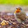 Robin
