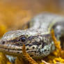 European common lizard