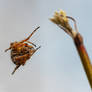 garden spider