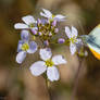 orange tip