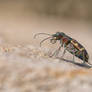 dune tiger-beetle