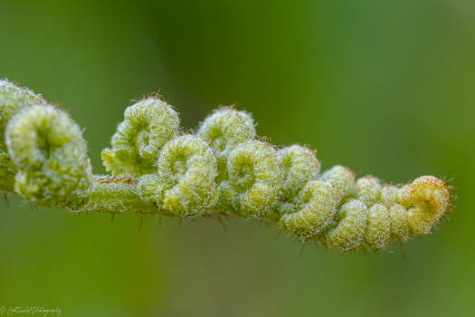 curled up fern