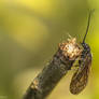 alderfly