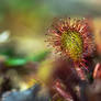 round-leaved sundew (Drosera rotundifolia)