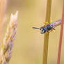 european beewolf