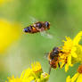 hoverfly