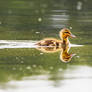 reflecting duckling