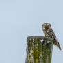 cute little owl