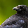 carrion-crow portrait