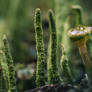 cladonia pixie cup