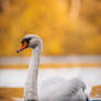 autumn swan