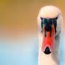 swan portrait