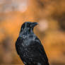 proud crow