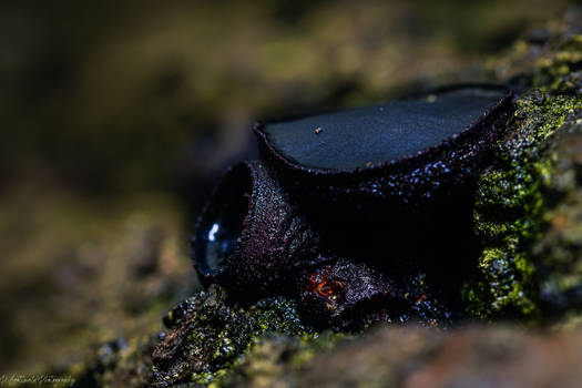 lovecraftian mushroom