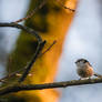 my very first long tailed tit