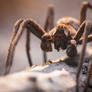 male cunning spider