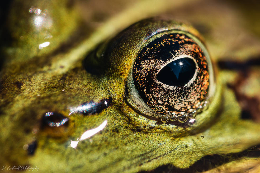 frog eye by PatricksWorld on DeviantArt