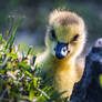 curious canada goose baby