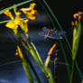 Dragonfly with Sigma 150-600c + 2x TC @ 1050mm