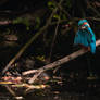 kingfisher cleaning his beautiful wing