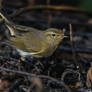 wood warbler