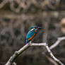 young kingfisher 2