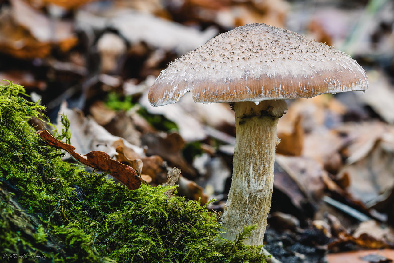 Physalacriaceae by PatricksWorld on DeviantArt