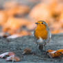 autumnal Robin