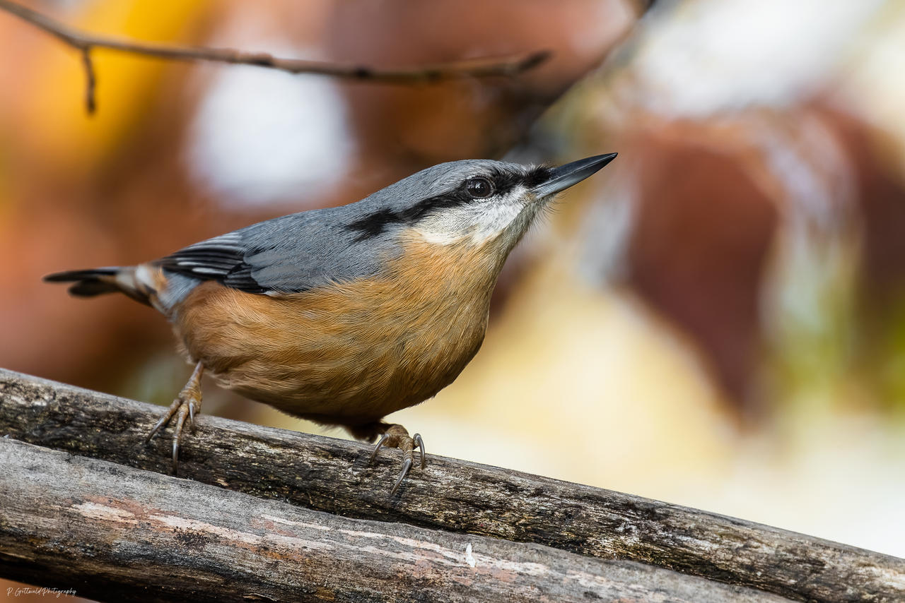 sweet nuthatch