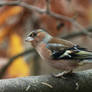 curious chaffinch