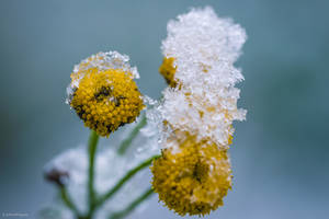 iceflowers