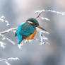 fluffy kingfisher