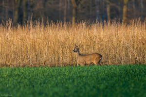 first deer2023